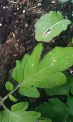 Harzfeuer Oberseite groß.webp