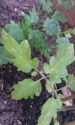 Harzfeuer Oberseite.webp