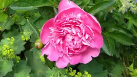 DSCN2957.webp