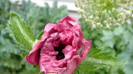 DSCN2958.webp