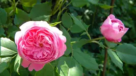DSCN2959.webp