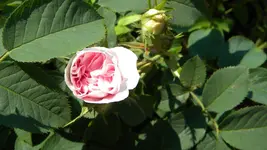 DSCN2961.webp