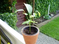 P5290074_kl.webp
