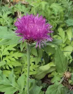 DSC02793 - 2012-05-29 - flockenblume.webp