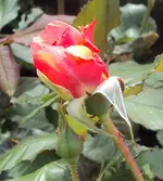 DSC02787 - 2012-05-29 - erste rosenblüte.webp