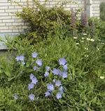 DSC02786 - 2012-05-29 - glocken - lupinen.webp