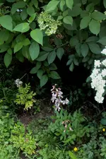 DSC02784 - 2012-05-29 - diptam, holunder.webp