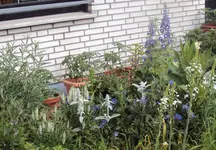 DSC02779 - 2012-05-29 - wollziest, prärielilen- bergflockenblume - salbei.webp