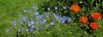 DSC02778 - 2012-05-29 - storchi - papaver.jpg