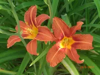 CIMG2995.webp