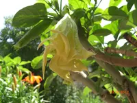 CIMG2999.webp