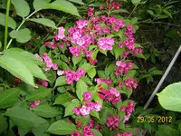 Hecke 100_0986 (Large).webp