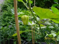 Haba nah 100_0975 (Large).webp