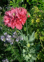 aP1100550.webp