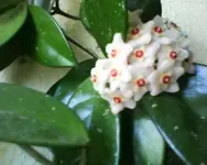 PorzellanBlume.webp