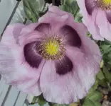 DSC01586 - 2011-05-28 - schlafmohn.webp