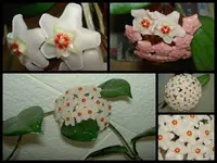 Copy of Porzellanblume v.webp