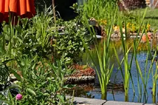 großer Teich linke Seite_smaller.webp