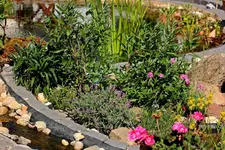 neues Teichbeet links_smaller.webp