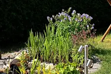 der kleine Pflanzenfilter_smaller.webp