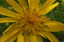 2012_0527Frühling0011.webp