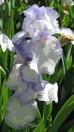 IMG_2572k.webp