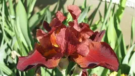 IMG_2573k.webp