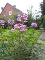 welche Pflanze.webp