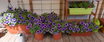 002.webp