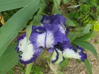 IMG_rhonda blue_800x600.webp