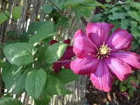 Clematis.webp