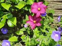Clematis+Storchenschnabel.webp