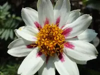 Zinnie starlight.webp