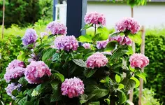 Hortensie aus dem WiKa_smaller.webp