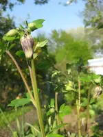 Akelei (2).webp