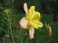 Akelei_gelb (2).webp