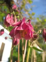Akelei_rot.webp