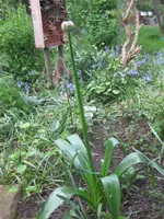 Allium.webp