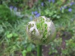 Allium (2).JPG