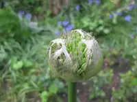 Allium (2).webp