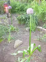 Allium (3).webp
