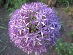 Allium (4).JPG