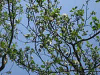 Apfel (2).webp