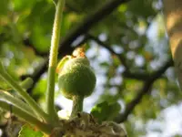 Apfel.webp