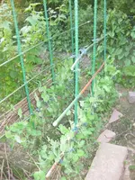 Erbsen (2).webp
