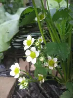Erdbeeren (3).webp
