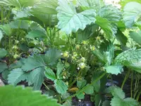 Erdbeeren (2).webp
