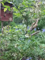 Heidelbeere (2).webp
