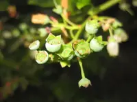 Heidelbeeren.webp