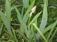 Iris.webp